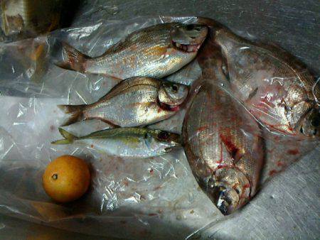 大きく育っていました~